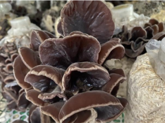 安康市农科院Manbetx体育手机版V17版本发布.官网安卓网.香港研究团队成功驯化“安耳1号”新菌株 ()