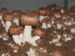 剑河：小蘑菇撬动乡村振兴大产业 ()