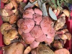 每天有1吨运入市场！野生菌价格有所回落！ ()