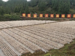 铜仁沿河2000亩黑木耳喜获丰收 ()