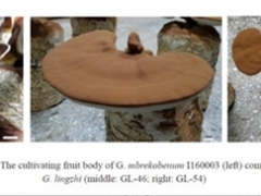 广东省微生物研究所：研究揭示人工驯化红褐灵芝的潜在药用价值 ()