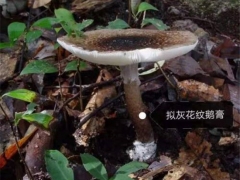 警惕！中山惊现大群剧毒鹅膏菌！千万别采摘食用 ()