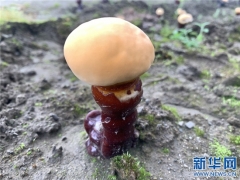 西藏波密：灵芝带动群众增收致富 ()