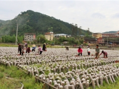 福建尤溪县积极推进黑木耳产业发展促农增收 ()