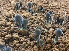 湖南湘潭借助5G技术实现黑鸡枞菌智能化生产 打造“5G智慧农业”示范园 ()