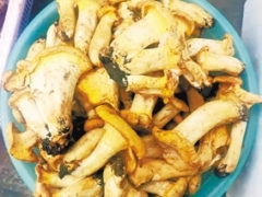 云南昆明：头水鸡油菌 预计端午节前后野生菌将大量上市 ()