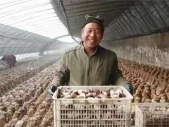 河北邢台：信都区小香菇撑起致富大天地 ()