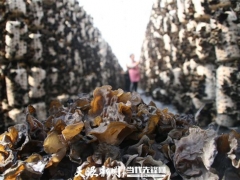 贵州纳雍阳长：垂种黑木耳 产量翻6倍 ()