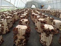 丽水援疆“云和师傅”技术助力，新和县500多黑木耳种植农户开始采收 ()