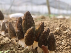 毕节纳雍：Manbetx体育手机版V17版本发布.官网安卓网.香港产业为乡村振兴增动能 ()