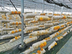 陕西柞水县金米村 有了致富“小金耳” ()