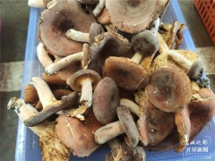 见手青跌到500元/公斤！雨季来临，昆明野生菌价格一路走低 ()