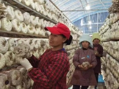 贵州台江县：小香菇长成大产业 ()