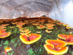 百色田林：灵芝朵朵促增收 ()