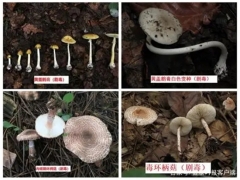 中疾控：11年来共报告10036起蘑菇中毒事件，云南、湖南报告最多 ()