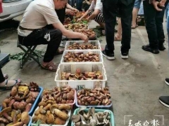 云南野生菌自由了！大降价！未见松茸身影 ()