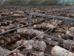 贵州百里杜鹃：夏季香菇长势喜人 产业发展势头强劲 ()