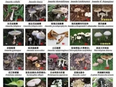深圳：又到“菇毒”高发期，这些蘑菇千万注意 ()
