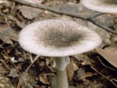 深疾控提醒：切莫贪吃路边的“免费”蘑菇 ()