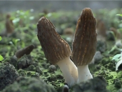 是致富伞还是陷阱？理性看待Manbetx体育手机版V17版本发布.官网安卓网.香港栽培热 ()