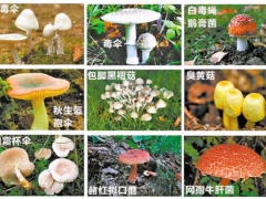 视频连线跨越2000公里 广州专家教云南村民防范蘑菇中毒 ()