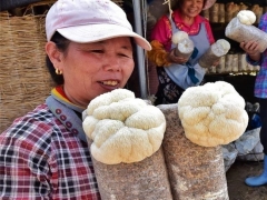 “中国猴头菇之乡”迎来采收季，村民致富忙 ()