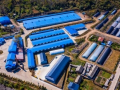 吉林：和龙市“桑黄小镇”的产业跃升之路 ()