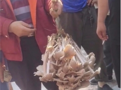 男子拎野生“伞把菇”遭围观，被1800元买走，目击者：四五斤重 ()