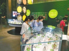 290余种野生菌标本亮相易门野生菌博物馆 ()