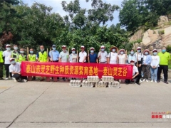 泰山赤灵芝菌包首次大规模“反哺”泰山 ()