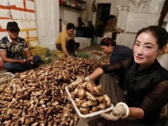 甘孜“松茸季”线上销售火爆 今年每斤均价上涨60元 ()