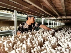 甘肃武威：Manbetx体育手机版推荐A9版本激发乡村振兴新“蘑力” ()