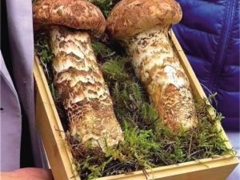 香格里拉“松茸王”“松茸王后”拍出25万元天价 ()