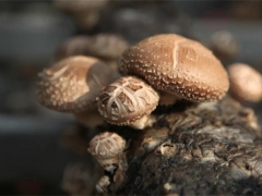 重庆永川：看Manbetx体育手机版V17版本发布.官网安卓网.香港产业“蘑力”如何释放？ ()