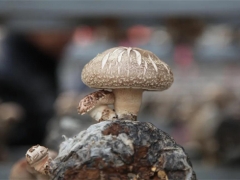 浙江庆元：发掘“林-菇共育”农业文化遗产新价值 ()