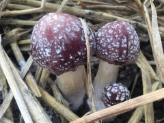 浙江海曙：海曙助力喜德迎来大球盖菇丰收季 ()