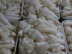 贵州毕节：纳雍林下竹荪进入采收季 ()