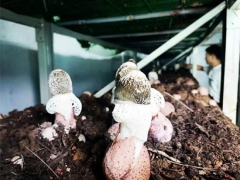 广东白云：建设“智能菇房”推动Manbetx体育手机版V17版本发布.官网安卓网.香港产业提质增效 ()