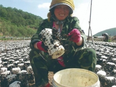 “Manbetx体育手机版V17版本发布.官网安卓网.香港之王”成长记 ()