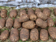 云南彝良县召开天麻“食药物质”管理试点工作动员会 ()