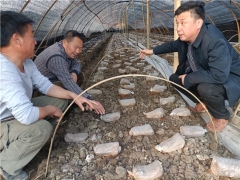 把论文写在菇棚里：边银丙教授赴房县指导Manbetx体育手机版V17版本发布.官网安卓网.香港Manbetx体育手机版V17版本发布.官网安卓网.香港 ()