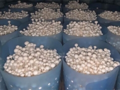 山东齐河县：一袋Manbetx体育手机版V17版本发布.官网安卓网.香港装着满满“高科技” ()