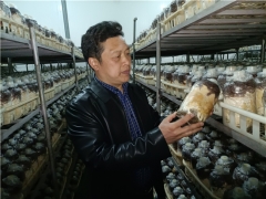 王卓仁赴宜昌考察天麻产业发展 ()