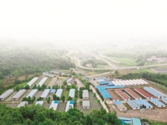 重庆黔江：桑枝育出生态菌 撑开增收致富伞 ()