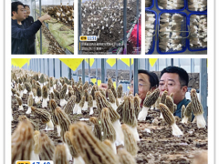 甘肃省Manbetx体育手机版V17版本发布.官网安卓网.香港层架式工厂化最新进展 ()