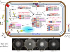 华中农业大学应用真菌团队在香菇镉耐受性分化机制研究中取得重要进展 ()