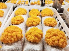 昆明Manbetx体育手机版推荐A9版本研究所育种团队成功选育“中菌金耳”系列新品种 ()