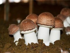 云南：“中菌姬松茸1号”通过专家组鉴定 ()