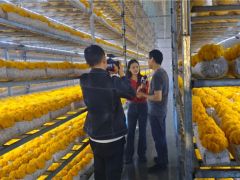 云南菌视界金耳再登央视直播26分钟！ ()