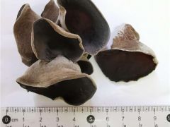 Manbetx体育手机版推荐A9版本新品种“出生”商洛成功驯化首个秦岭野生角质木耳新菌株 ()